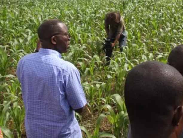 RDC Les premières récoltes du parc agro industriel de Bukanga Lonzo